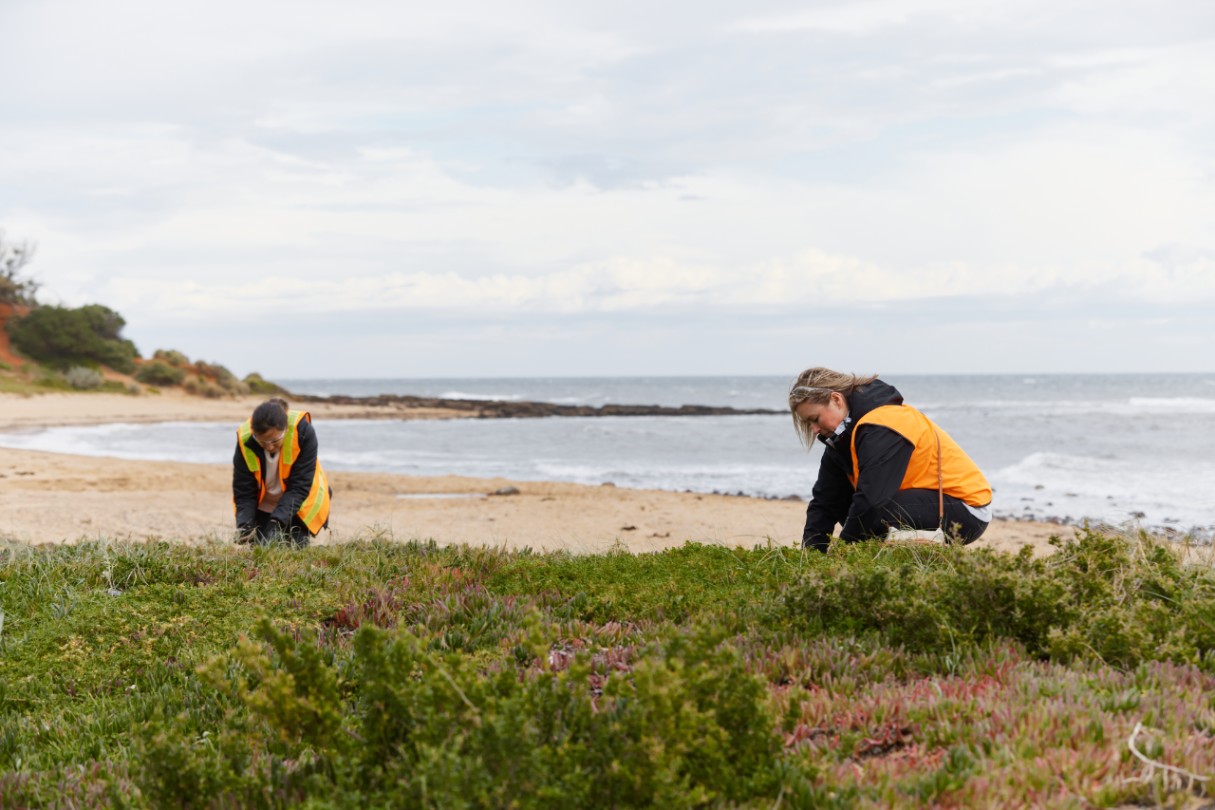 Two South East Water team members planting at Ranelagh Beach