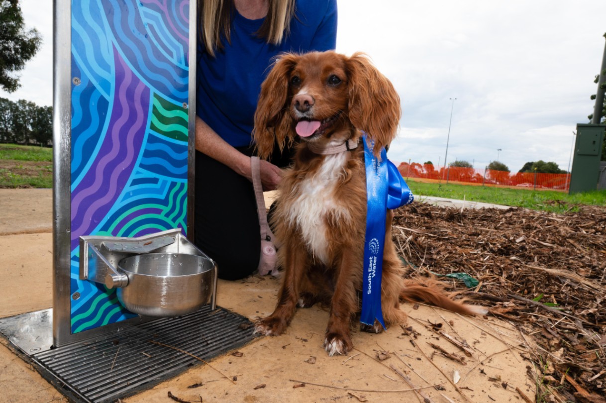 South East Water staff and Glen Eira Council Mayor Cr. Simone Zmood, test out the new water fountain at McKinnon Reserve. This fountain is a result of the Elster Creek Sewerage Capacity Upgrade at McKinnon Reserve. The fountain,located in an  off leash dog park, is situated in a location for park users and general public to enjoy.