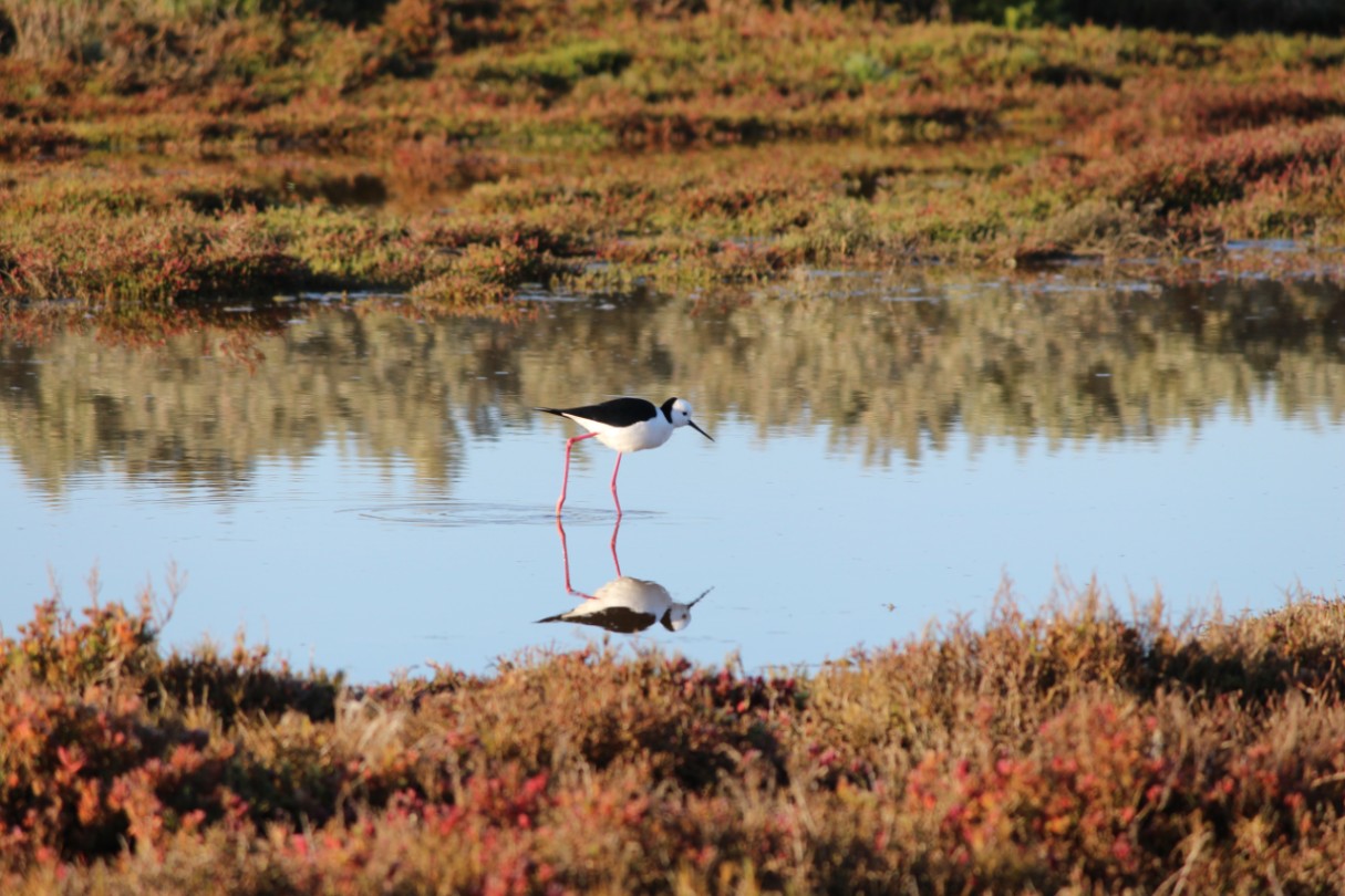 Black-winged Stilt bird