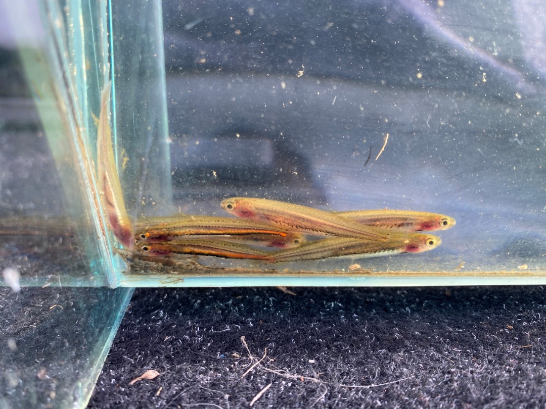 Threatened fish species